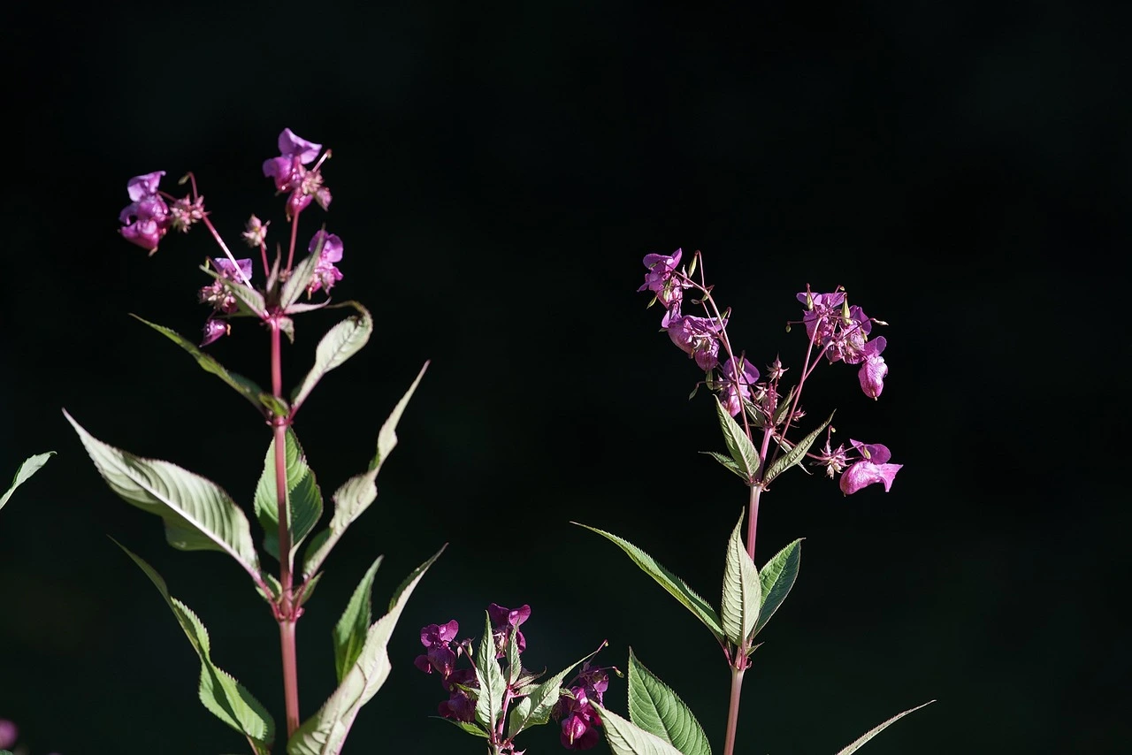 impatiens falcifera 中文名